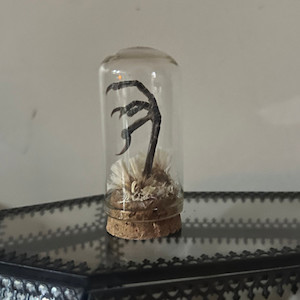 Products: Bird Foot in Glass Dome The Witchery NZ