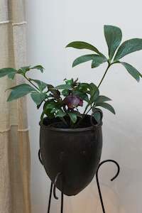 Blooms: HELLEBORUS - DOUBLE HYBRID