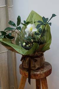 Blooms: HELLEBORUS - SEMI DOUBLE