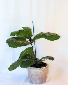 Blooms: POTTED FIDDLE LEAF FIG