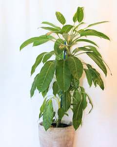 Blooms: POTTED UMBRELLA TREE