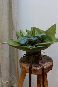 HELLEBOROS - CLIFTON