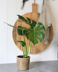 POTTED MINI MONSTERA