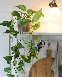 Plants: POTTED GOLDEN POTHOS