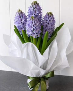 PLANT -  HYACINTH