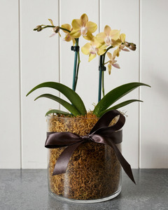 MINI ORCHID POTTED