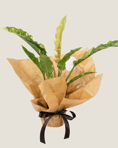PHILODENDRON RING OF FIRE - PLANT