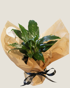 PEACE LILY - PLANT