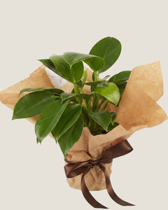 Blooms: PHILADENDRON GREEN PRINCESS - PLANT
