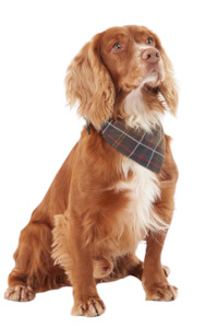 Tartan Dog Bandana - Classic Tartan
