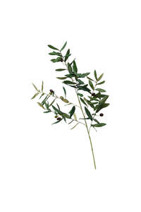 Olive Branch