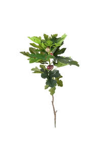 Homewares: Fig Spray 90cm