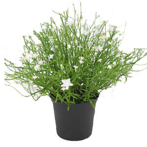 Babies Breath Faux Potted Plant
