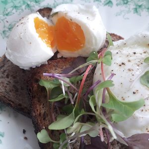 Organic Free Range Eggs Three Oaks Organic