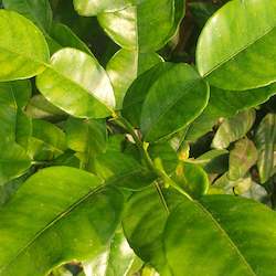 Lime Leaves