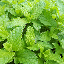 Herbs: Mint