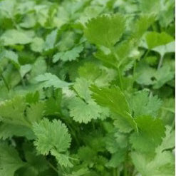 Coriander