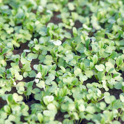 Microgreens / Microcress