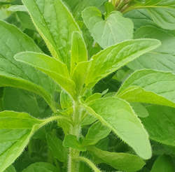 Herbs: Oregano