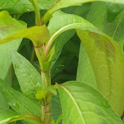 Herbs: Vietnamese Mint