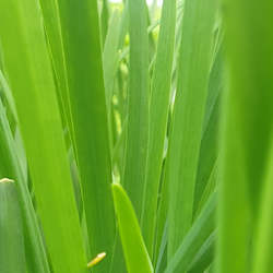 Herbs: Garlic Chives