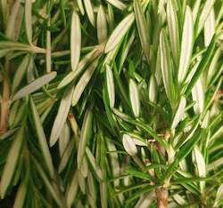 Rosemary