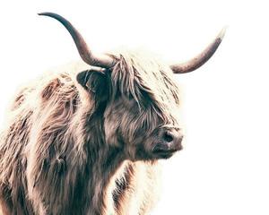 Framed Art: Highland Bull Framed