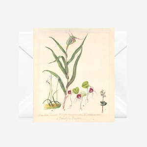 Sarah Featon: Sarah Featon - Cards - Pixie Cap Orchid - 6 Pack