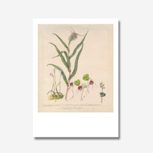 Sarah Featon: Sarah Featon - Print - Pixie Cap Orchid