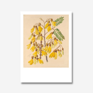 Sarah Featon: Sarah Featon - Print - Yellow Kowhai