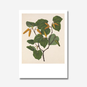Sarah Featon: Sarah Featon - Print - Kawakawa