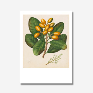 Sarah Featon: Sarah Featon - Print - Karaka