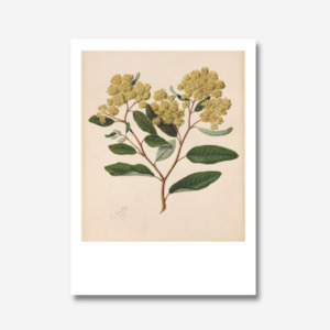 Sarah Featon: Sarah Featon - Print - Kumarahou