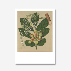 Sarah Featon: Sarah Featon - Print - Kohekohe