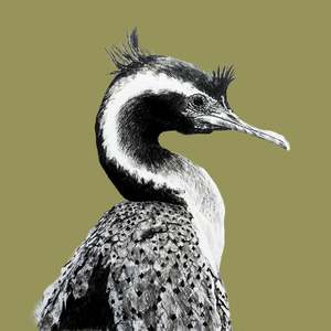 Cards: Claire Mortimer Cards