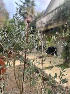 Corten: Corten Stake 1900mm Long