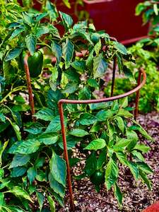 Corten: Corten Arc Plant Support 400mm Diameter