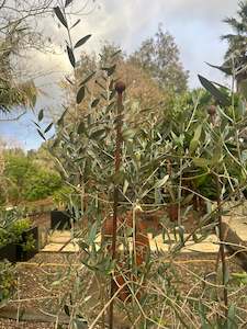 Corten: Corten Stake 1500mm Long