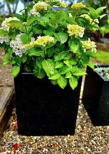 Black Powder Coated Square