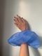 Cloud Silk Scrunchie
