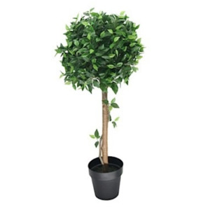 Products: Ficus Tree TLL Events