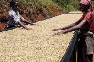 Single Origin - Kenya Mtaro Natural