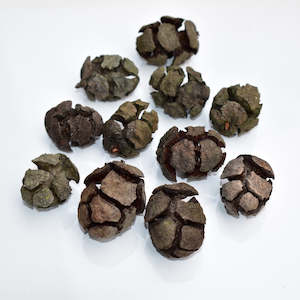 Dried pods: Cypress Cones