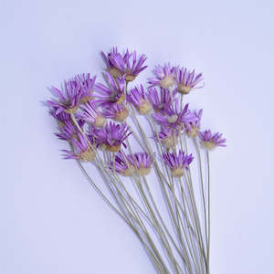 dried flowers: Xeranthemum - Annual Everlasting Stems