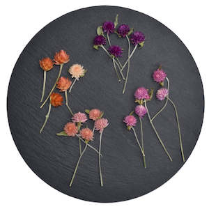 dried flowers: Dried Gomphrena Heads