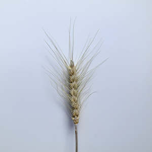 dried flowers: Natural Wheat Stems