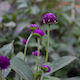 Gomphrena Plant