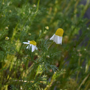 plants: Chamomile Plant