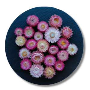 Flowers: Pink Dried Strawflowers