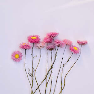 Flowerstems: Paper Daisy Stems